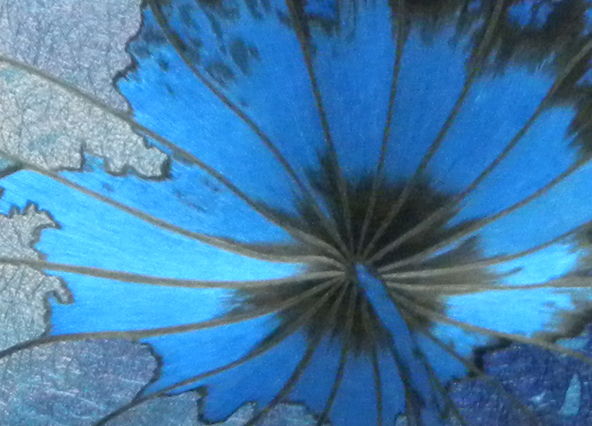 Blue lotus leaf 